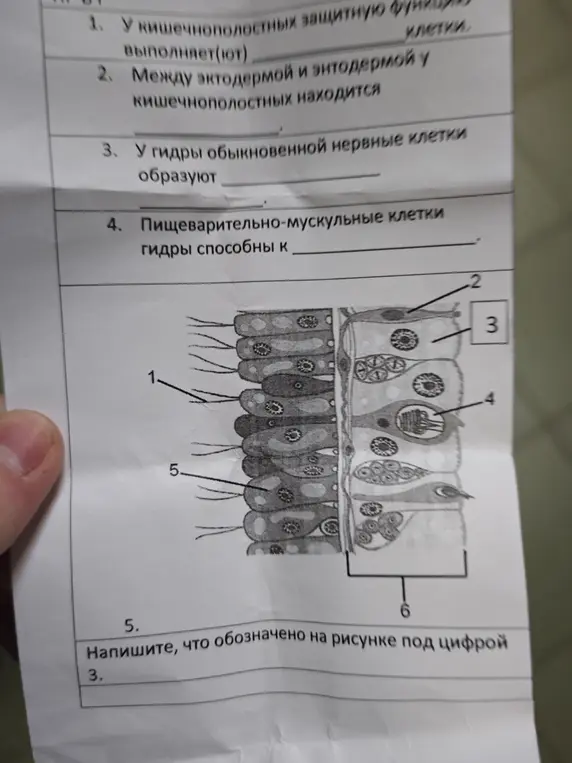 Ответь на вопросы по биологии про кишечнополостных и гидру, и напиши, что обозначено на рисунке под цифрой 3.