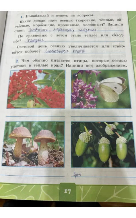 Понаблюдай и ответь на вопросы про осенние дожди, температуру и световой день. Напиши, чем питаются птицы осенью.