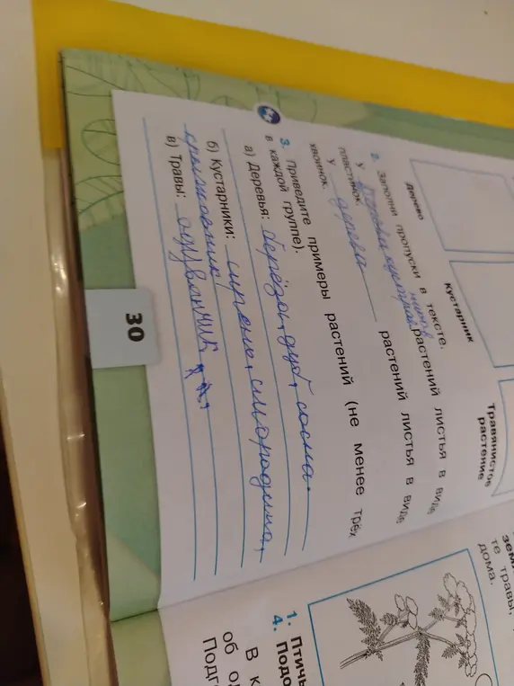 Заполни пропуски в тексте про листья дерева и кустарника. Приведи примеры растений.