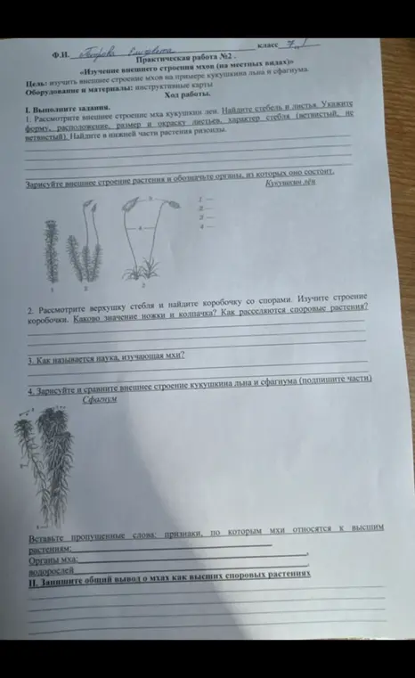 Выполни задания по изучению внешнего строения мхов.