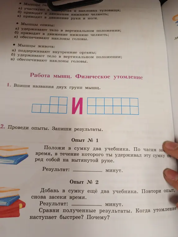 Впиши названия двух групп мышц и проведи опыты, запиши результаты.