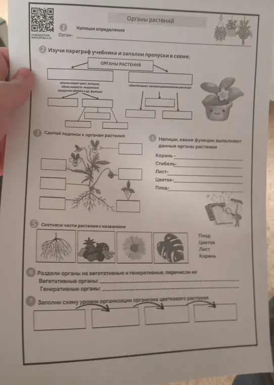 Реши лист с заданиями про органы растений.