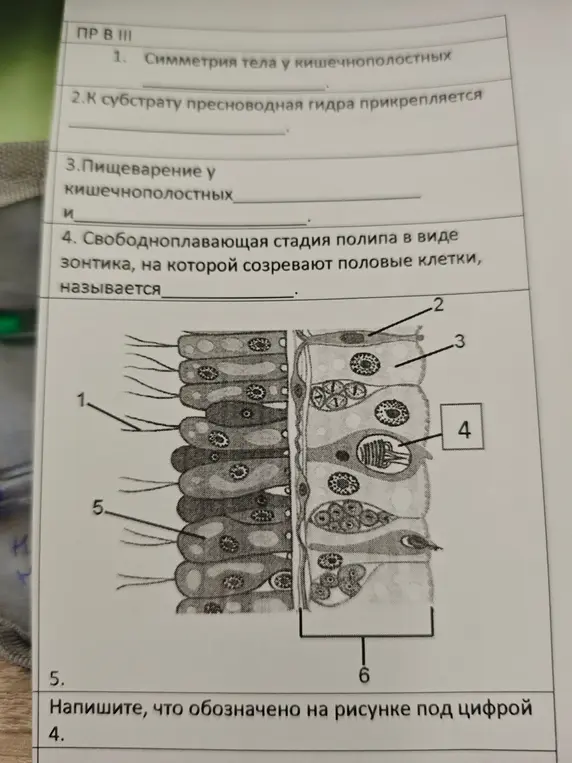 Напиши, что обозначено на рисунке под цифрой 4.