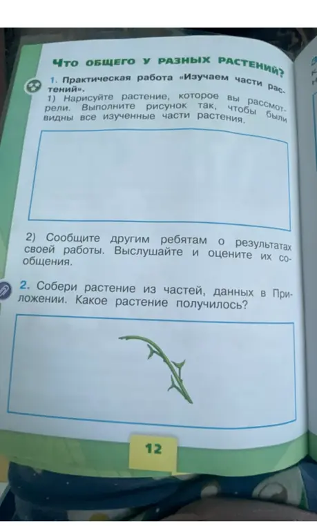 Нарисуй растение, которое ты рассматривал, и расскажи одноклассникам о своей работе.