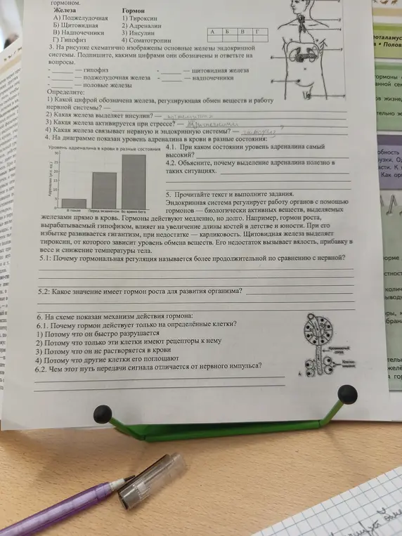 Ответь на вопросы по биологии про железы, гормоны и эндокринную систему.