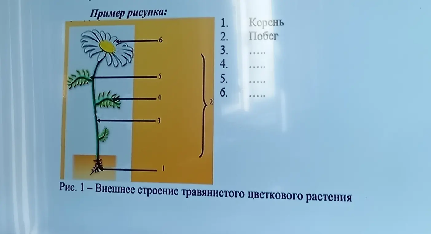 Заполни пропуски на рисунке травянистого цветкового растения.