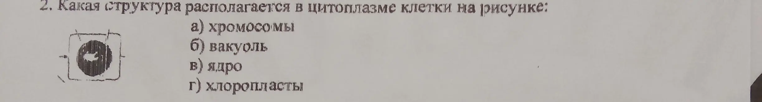 Какая структура располагается в цитоплазме клетки на рисунке?