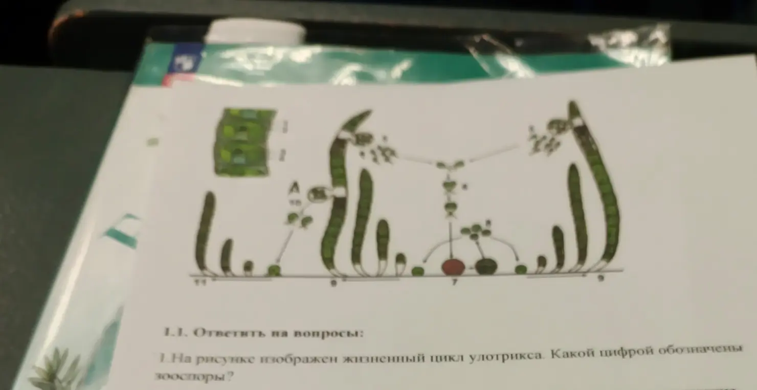 Определи, какой цифрой обозначены зооспоры на рисунке жизненного цикла улотрикса.