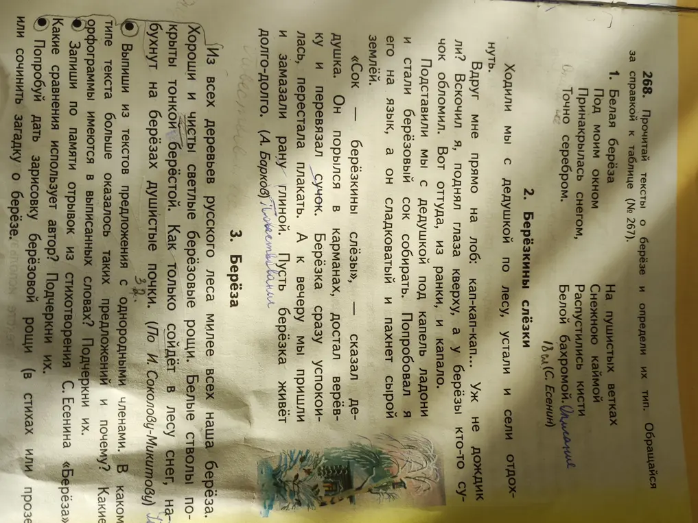 Выпиши из текстов предложения с однородными членами, запиши по памяти отрывок из стихотворения С.Есенина «Берёза», попробуй дать зарисовку берёзовой рощи.