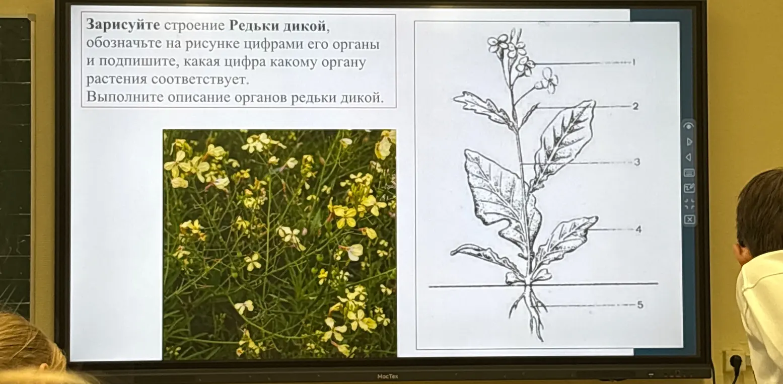 Зарисуй строение Редьки дикой, обозначь на рисунке цифрами его органы и подпиши, какая цифра какому органу растения соответствует.