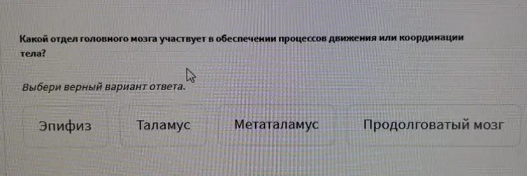 Определи, какой отдел головного мозга участвует в обеспечении процессов движения или координации тела.