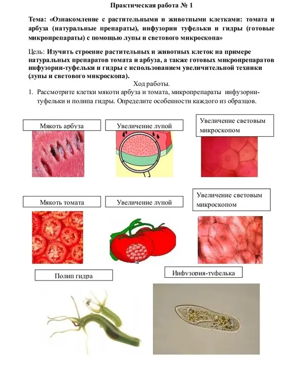 Ознакомься с растительными и животными клетками томата и арбуза (натуральные препараты), инфузории туфельки и гидры (готовые микропрепараты) с помощью лупы и светового микроскопа. Определи, какие объекты имеют одноклеточное строение, а какие — многоклеточное. Отметь особенности формы и цвета клеток объектов. Объясни, можно ли увидеть клетку невооружённым глазом. Назови науку, изучающую строение клеток. Сделай вывод.
