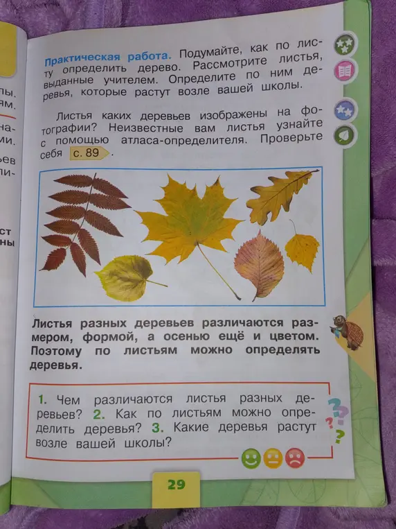 Ответь на вопросы: чем различаются листья разных деревьев, как по листьям можно определить деревья, какие деревья растут возле твоей школы?