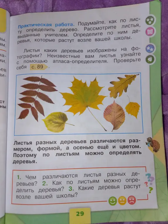 Ответь на вопросы: чем различаются листья разных деревьев, как по листьям можно определить деревья, какие деревья растут возле твоей школы?