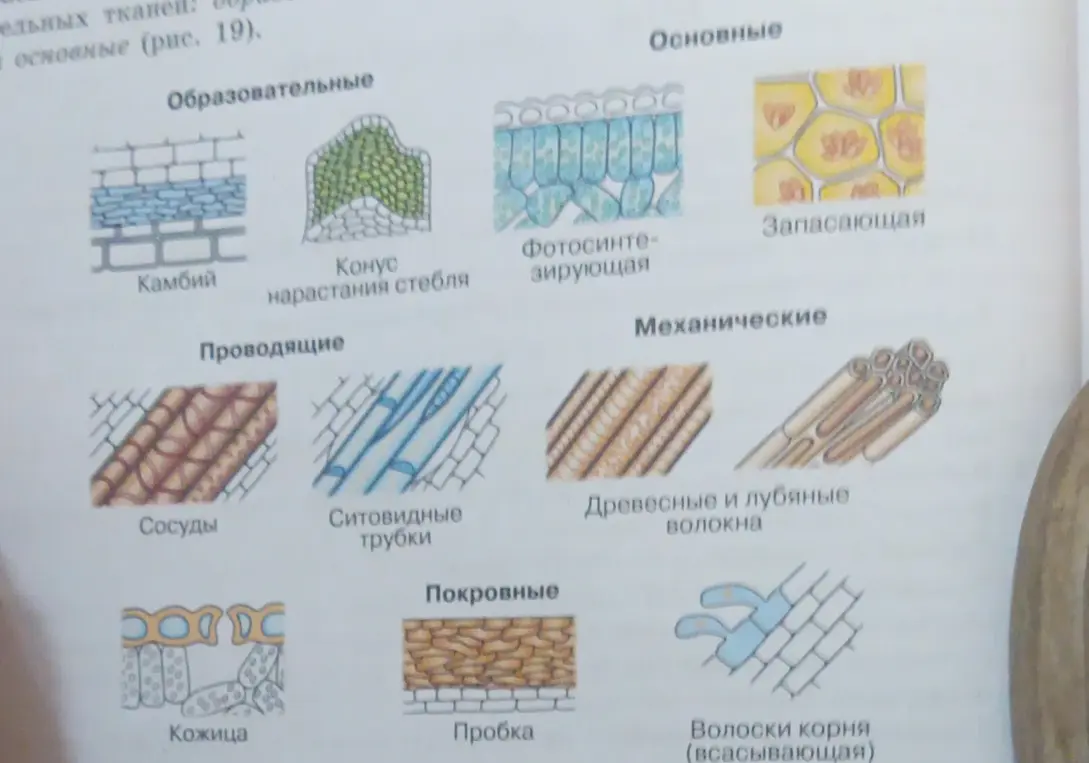 Заполни таблицу "Название ткани - Выполняемая функция".