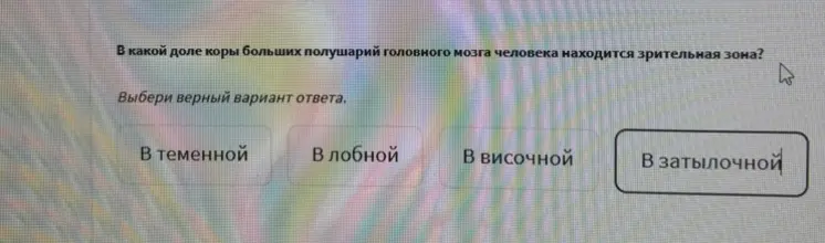 Определи, в какой доле коры больших полушарий головного мозга человека находится зрительная зона.