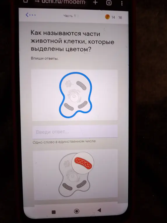 Как называются части животной клетки, которые выделены цветом?
