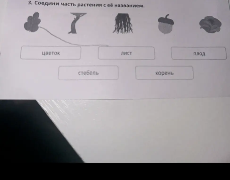 Соедини часть растения с её названием.