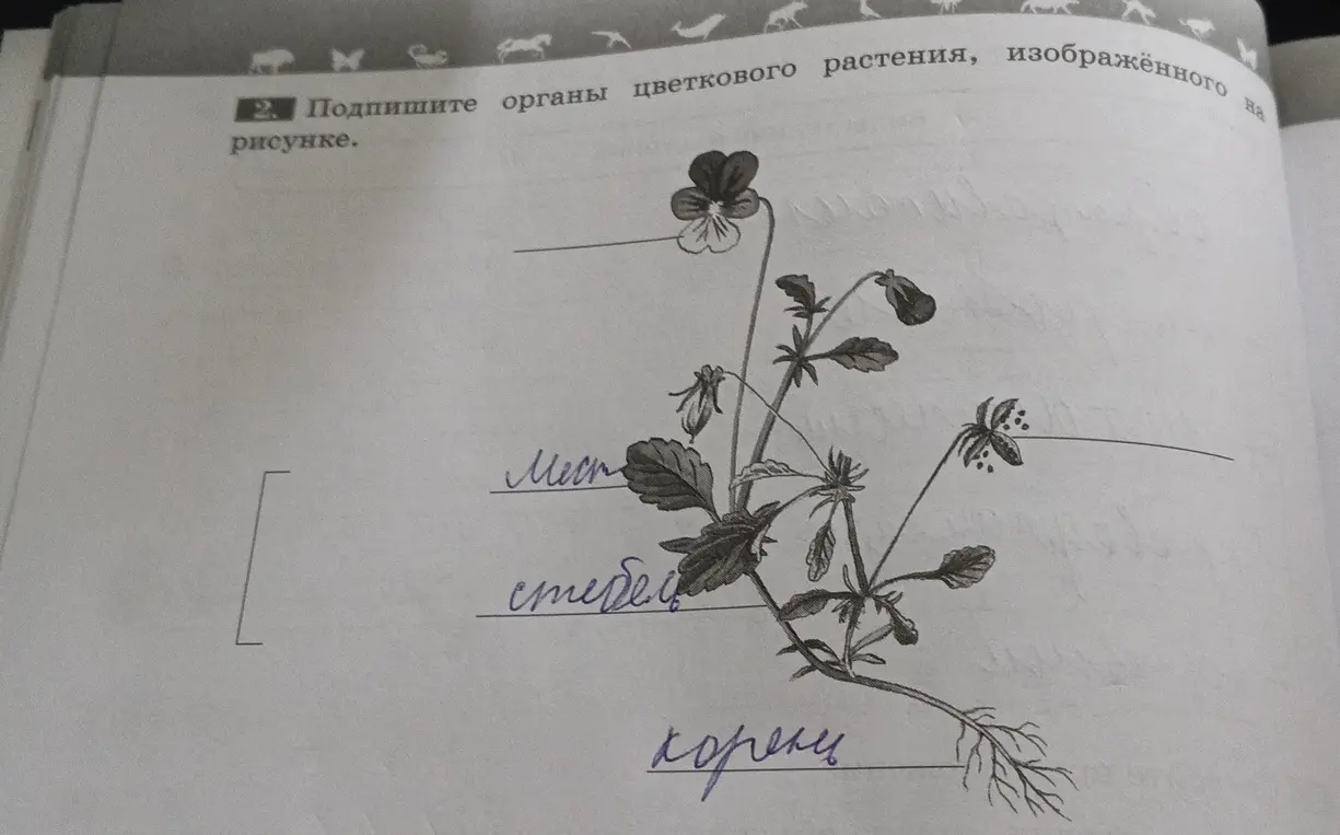 Подпиши органы цветкового растения, изображённого на рисунке.