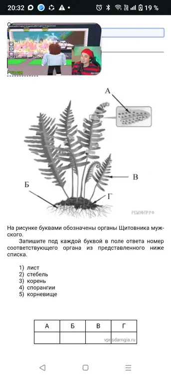 Определи органы щитовника мужского, обозначенные буквами на рисунке.
