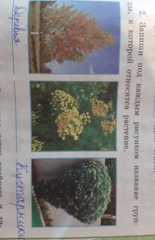 Запиши под каждым рисунком название группы, к которой относится растение.