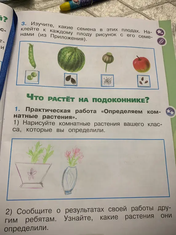 Изучи, какие семена в этих плодах и наклей рисунок с его семенами к каждому плоду.
