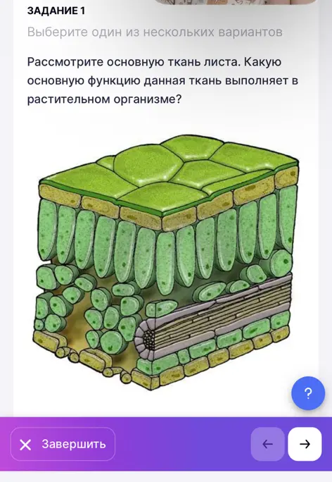 Рассмотри основную ткань листа и определи, какую основную функцию данная ткань выполняет в растительном организме.