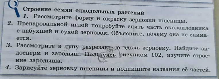 Рассмотри форму и окраску зерновки пшеницы.