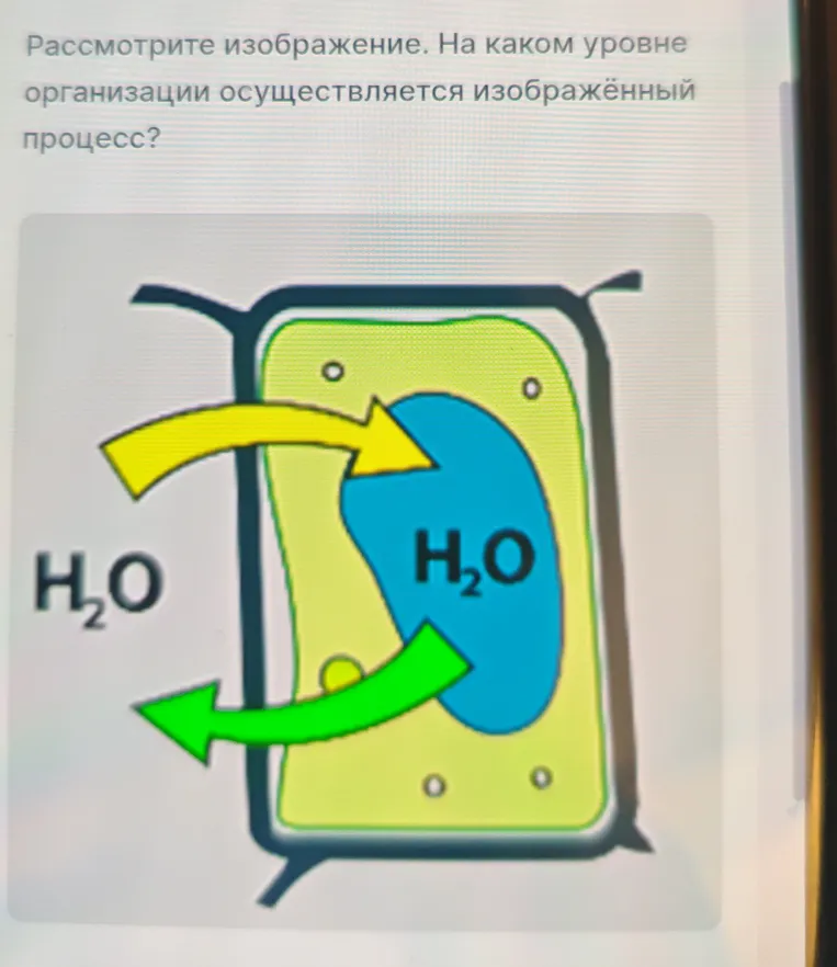 На каком уровне организации осуществляется изображённый процесс?