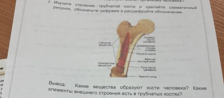 Какие вещества образуют кости человека? Какие элементы внешнего строения есть в трубчатых костях?