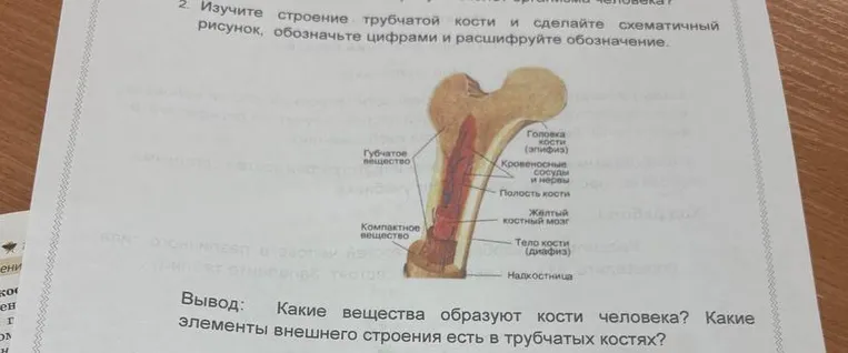 Какие вещества образуют кости человека? Какие элементы внешнего строения есть в трубчатых костях?