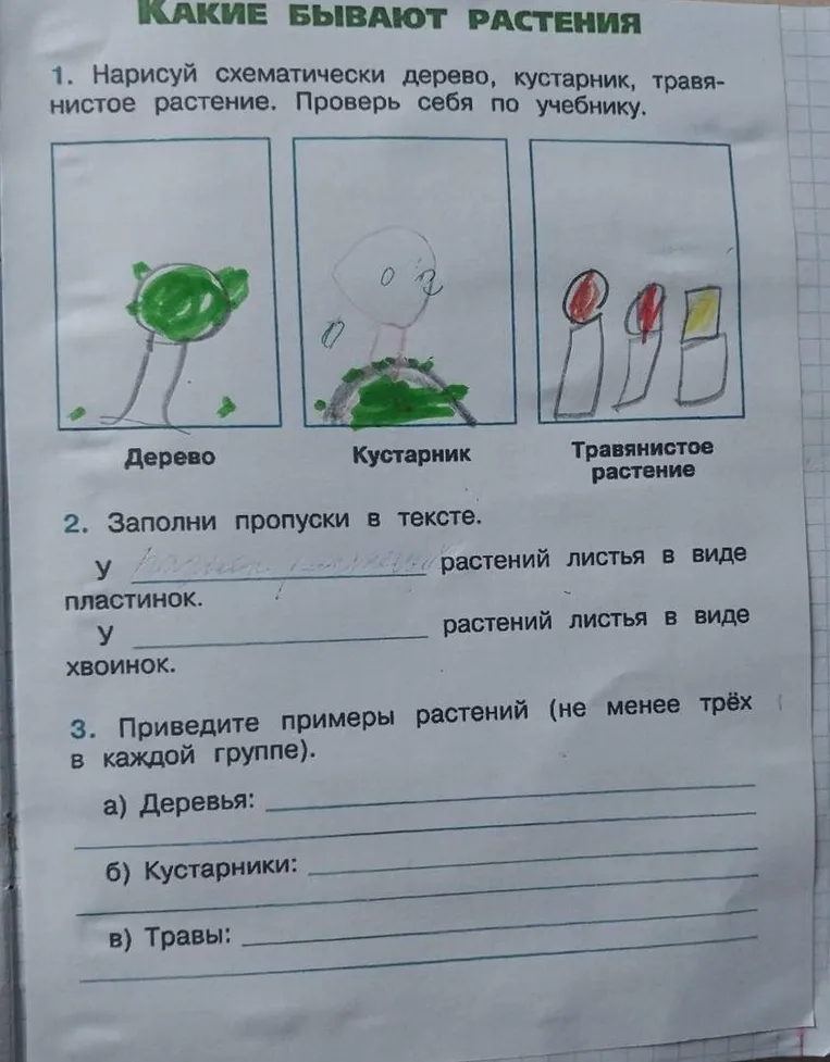 Нарисуй схематически дерево, кустарник, травянистое растение. Проверь себя по учебнику.