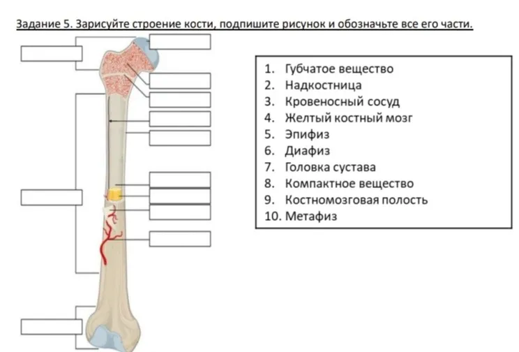 Зарисуй строение кости, подпиши рисунок и обозначь все его части.