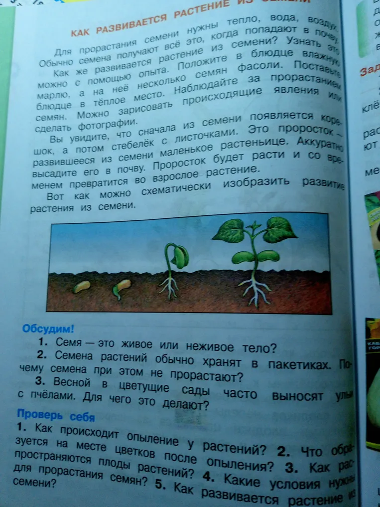 Ответь на вопросы по теме "Как развивается растение из семени".