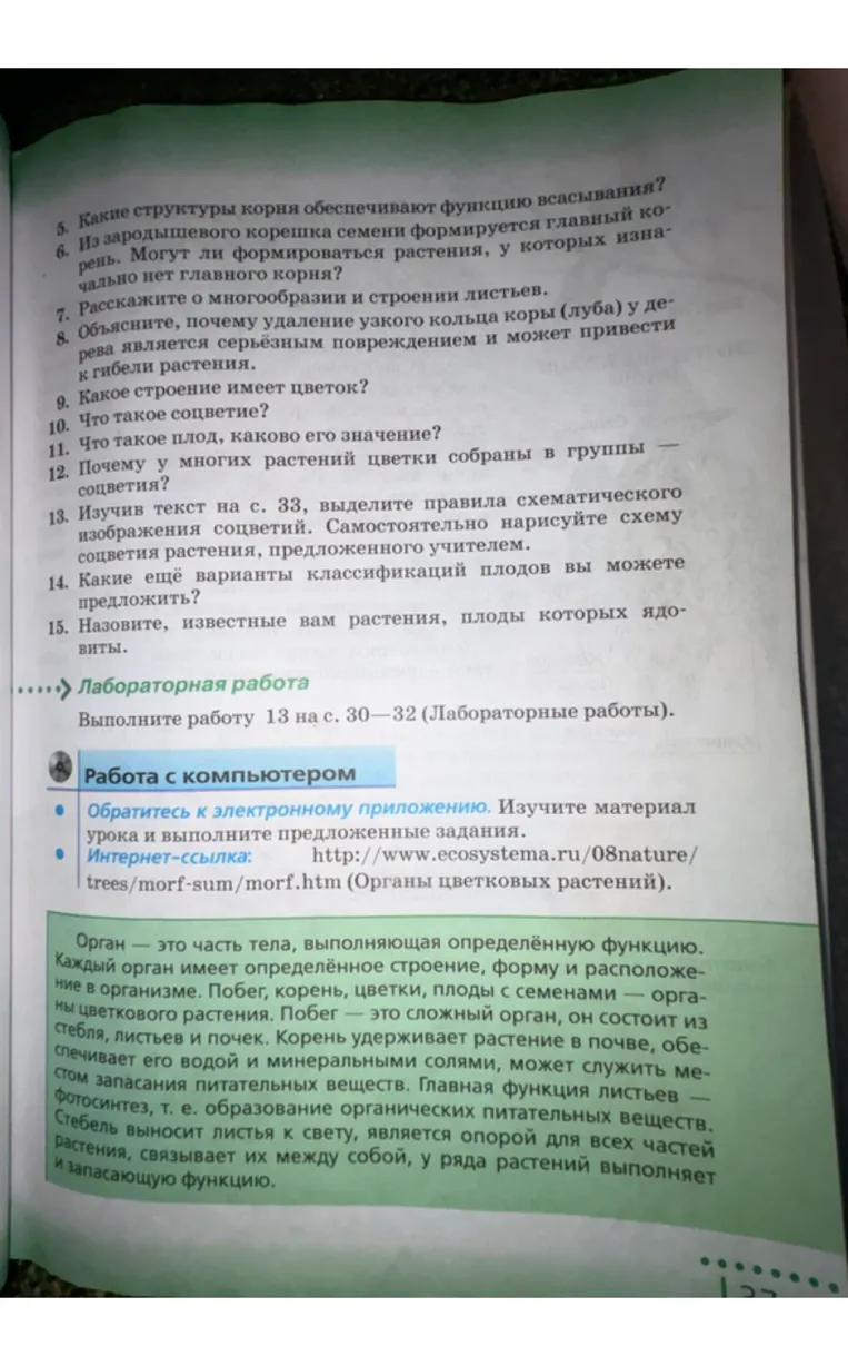 Какие структуры корня обеспечивают функцию всасывания?