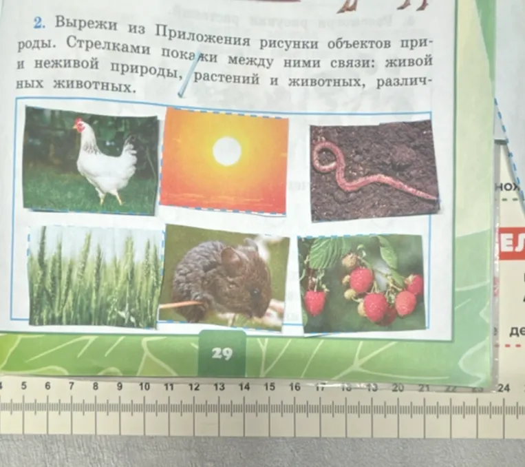 Вырежи из Приложения рисунки объектов природы. Стрелками покажи между ними связи: живой и неживой природы, растений и животных, различных животных.