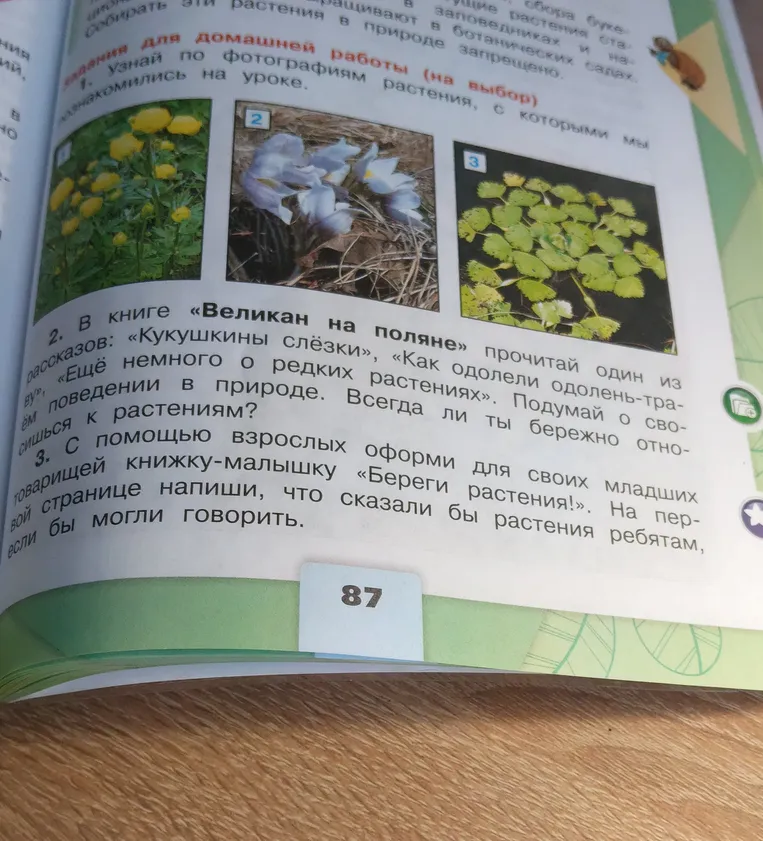 Узнай по фотографиям растения, с которыми мы знакомились на уроке.