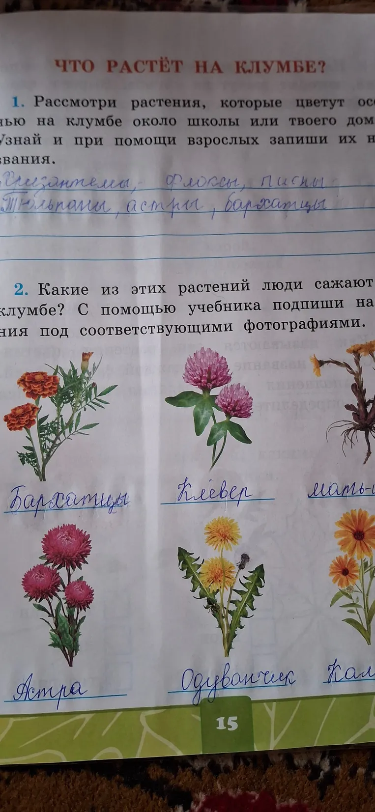 Что растёт на клумбе