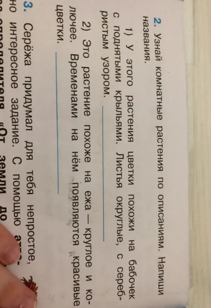 Узнай комнатные растения по описаниям. Напиши названия.
1) У этого растения цветки похожи на бабочек с поднятыми крыльями. Листья округлые, с серебристым узором.