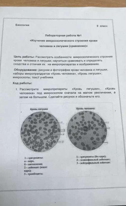Рассмотрите микропрепараты «Кровь лягушки», «Кровь человека» под микроскопом сначала на малом увеличении, а затем на большом. Сделайте рисунок и обозначьте его.