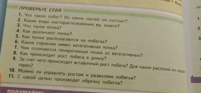 Что такое побег? Из каких частей он состоит?