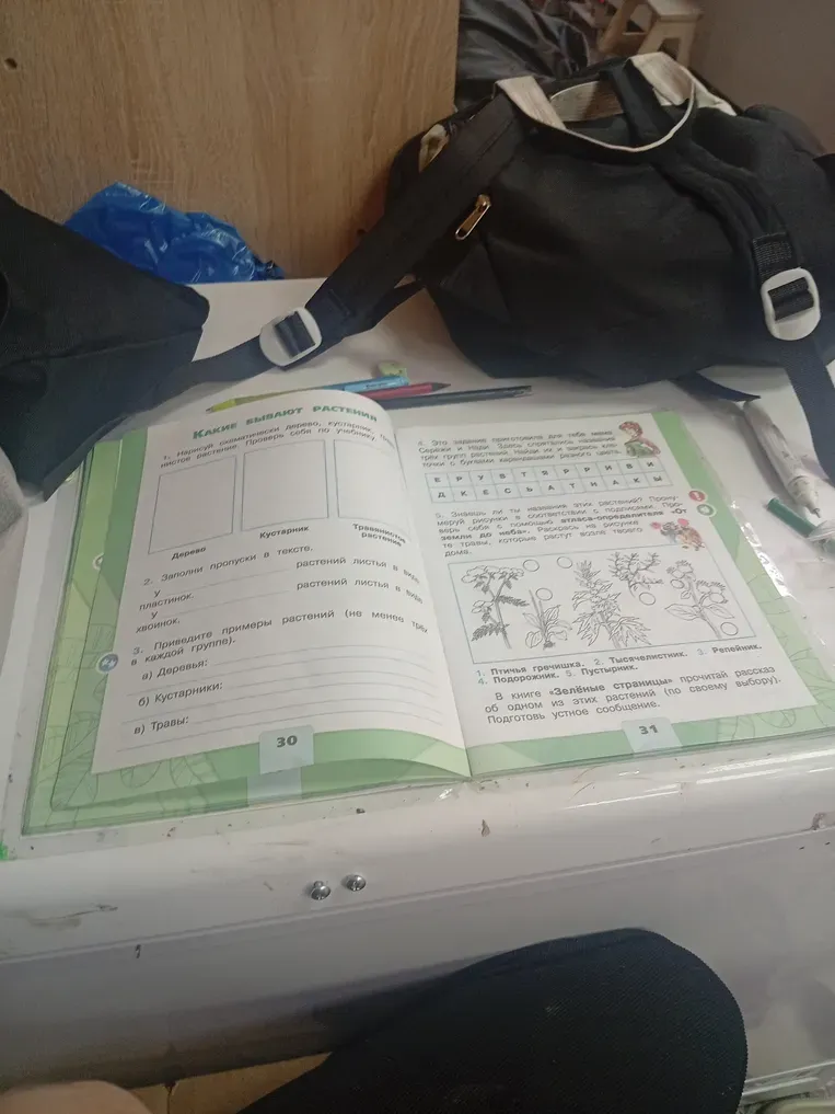 Нарисуй схематически дерево, кустарник, травянистое растение.