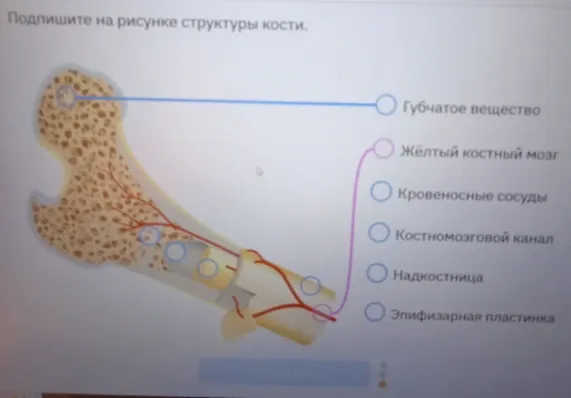 Соотнесите структуры кости по частям, подпишите на рисунке структуры кости.