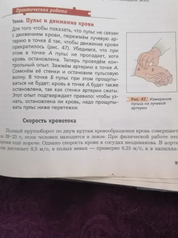 Выполните практическую работу "Пульс и движение крови", описанную в тексте.