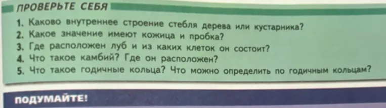 Каково внутреннее строение стебля дерева или кустарника?