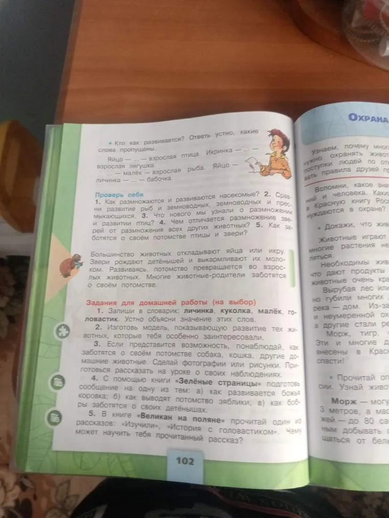 Как размножаются и развиваются насекомые?