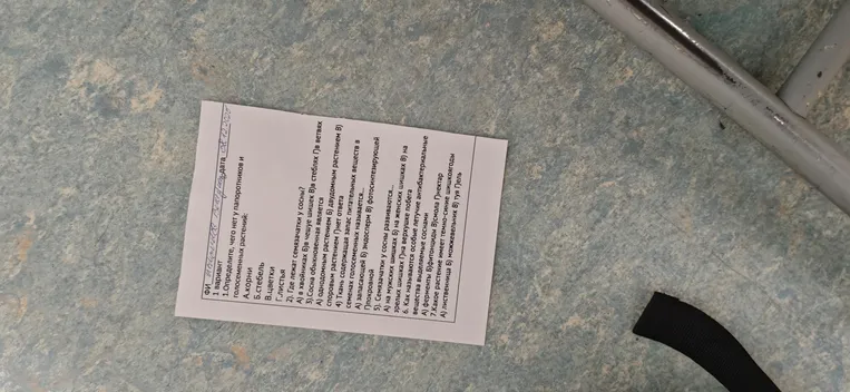 Определите, чего нет у папоротников и голосеменных растений.