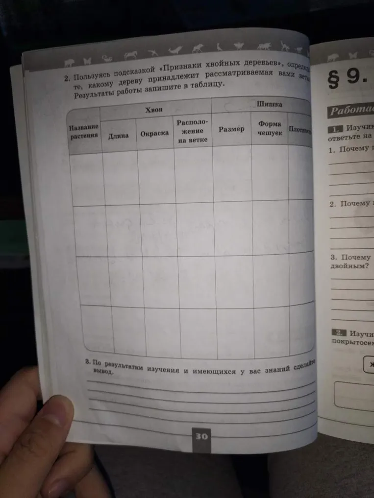 2. Пользуясь подсказкой «Признаки хвойных деревьев», определите, какому дереву принадлежит рассматриваемая вами ветвь. Результаты работы запишите в таблицу.