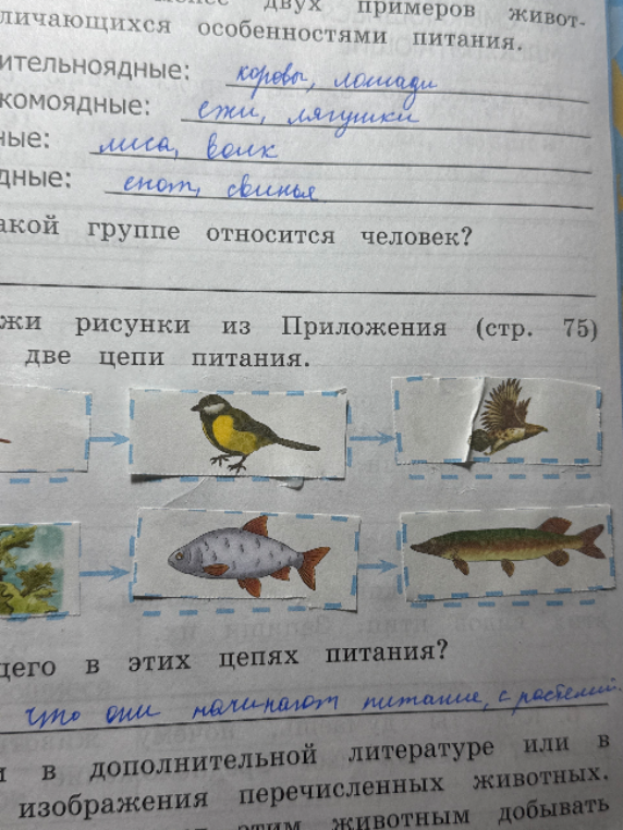 Назови особенности питания животных. Составь две цепи питания из рисунков.