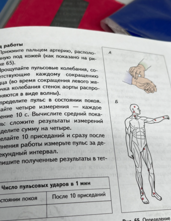 Прижми пальцем артерию, расположенную под кожей (как показано на рисунке 65)